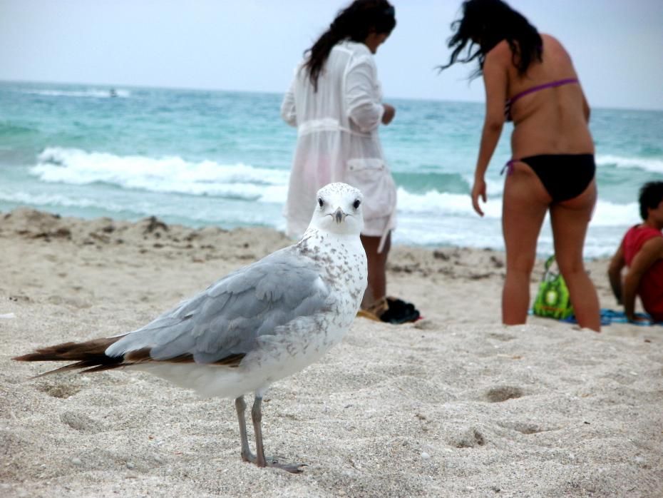 DEN RETTE PÅSKEKYLLING - Vores bedste påskeråd er at flygte til sol, strand og ikke-vinter. Har du ikke råd til det, er der trods alt også andre forholdsvis acceptable ting, du kan bruge helligdagene til.