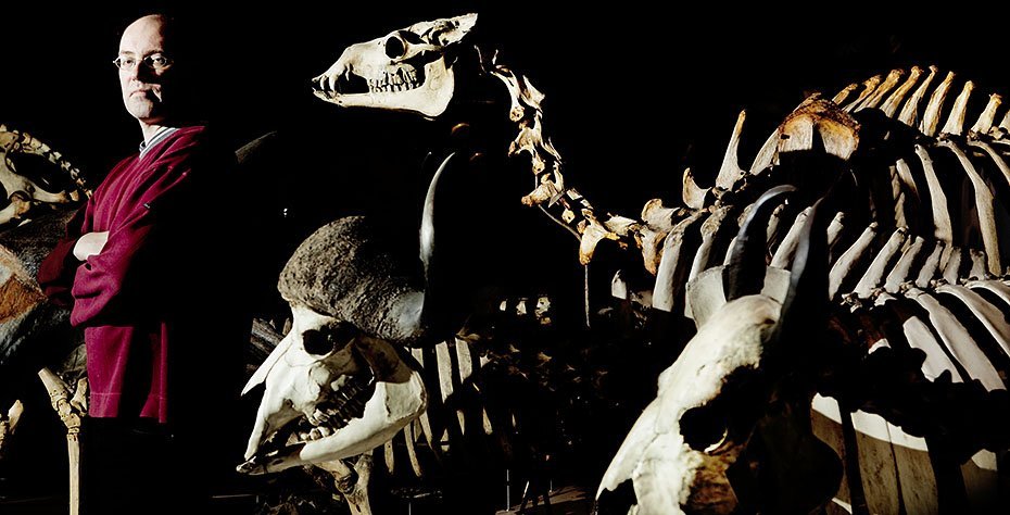 MASSEUDDØEN - Sidst jorden var vidne til en lignende masseudryddelse af arter var for 65 millioner år siden, da også dinosaurerne døde, fortæller Carsten Rahbek, her stående foran fortidige dyreskeletter på Zoologisk Museum. 