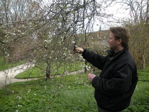 AKUT DRØMMEJOB - HAr du grønne fingre og lyst til eksempelvis at klippe stiklinger i Botanisk Have, så søger KU pt to gartnere til akutjob.