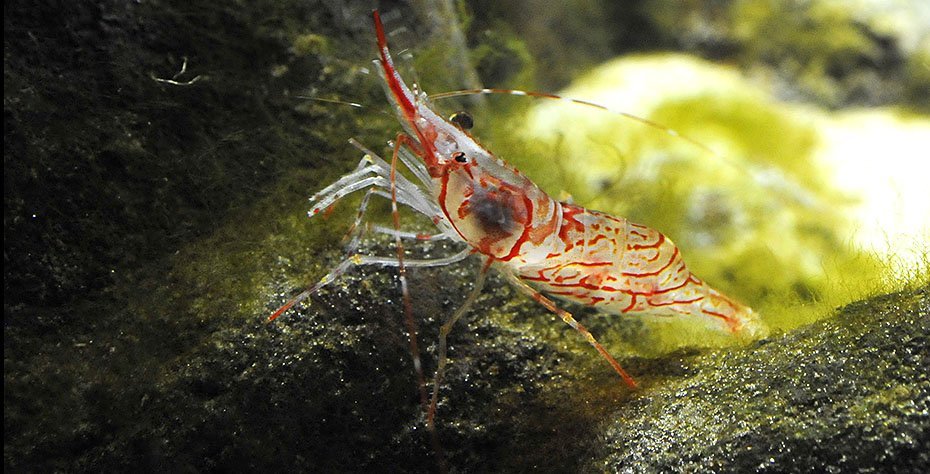 SÅDAN SER DEN UD - En af Øresundsakvariets labre rejekonger hentet op fra cirka 28 meters dybde i Øresund. 
