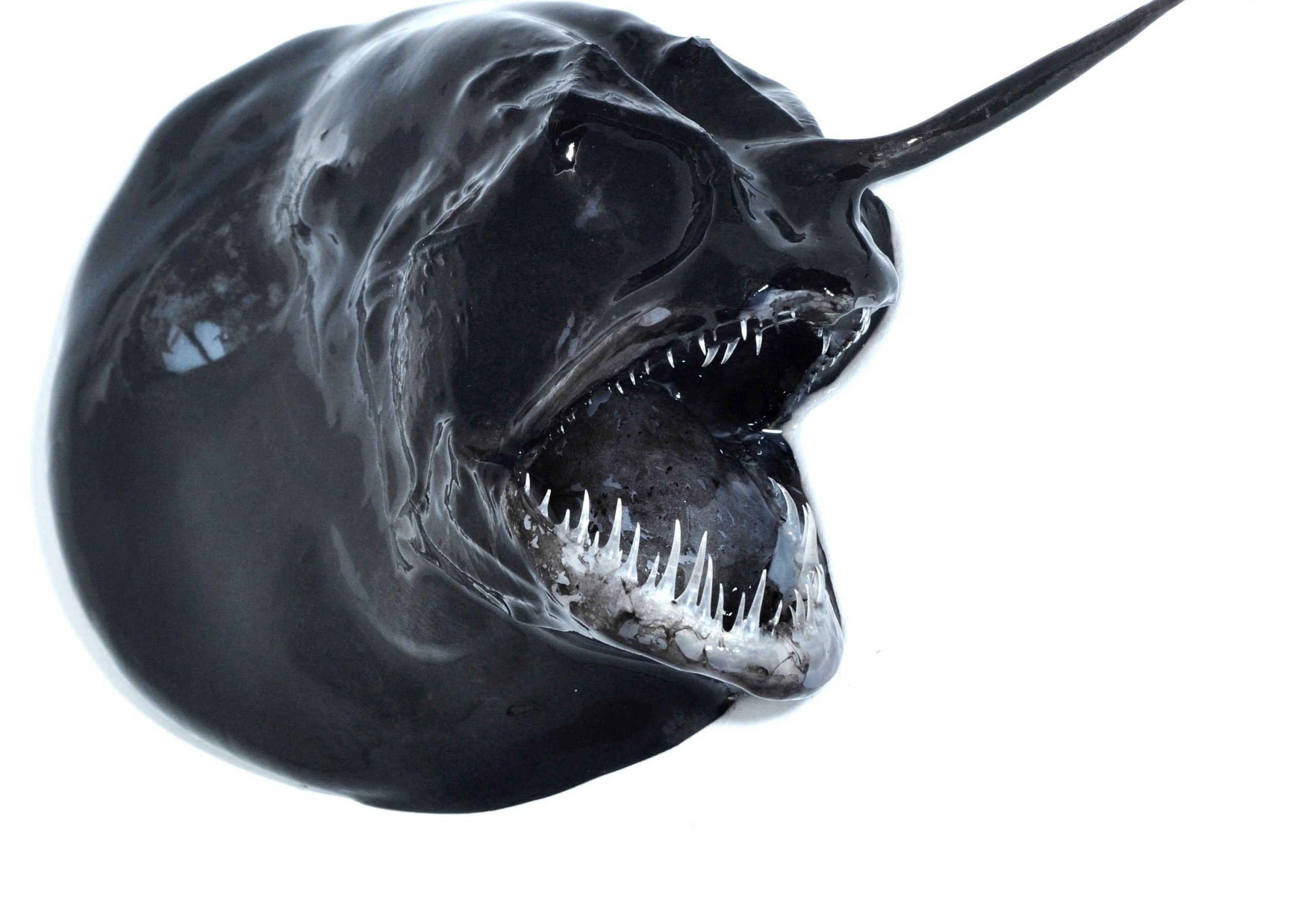 EN (U)HYGGELIG FÆTTER - Denne Glathovede Mareangler er blot en af de mange sære, interessante og fascinerende væsner du kan stifte bekendtskab med på udstillingen DESCNA – Deep Sea Creatures, når Biblioteket på Rentemestervej udstiller billeder fra tre biologistuderendes tur til det Grønlandske dybhav. 