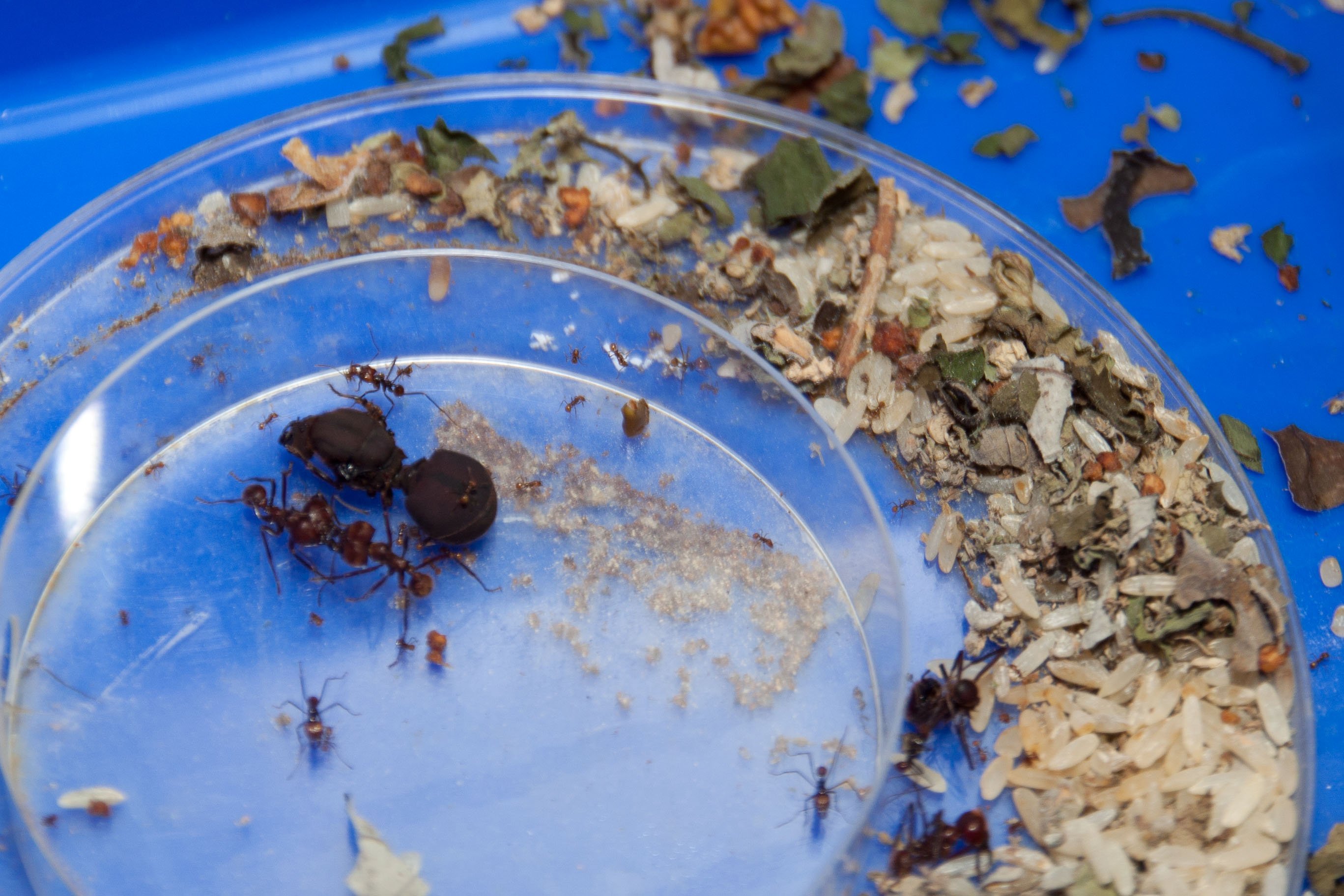 The queen ant, much bigger than the workers, and even soldiers. The ants Pepijn Kooij is working with, have some of the biggest queens in the ant kingdom.