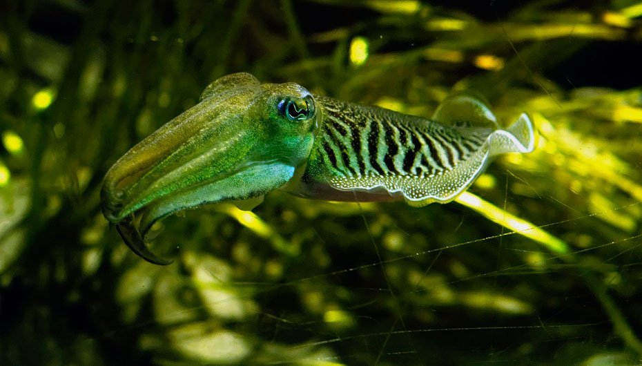 En sepiablæksprutte som her i Øresundsakvariet i Helsingør kan skifte hudfarve og mønster efter omgivelserne. En art af dem lever i danske farvande, men de fleste lever i havene ud for sydeuropæiske lande.