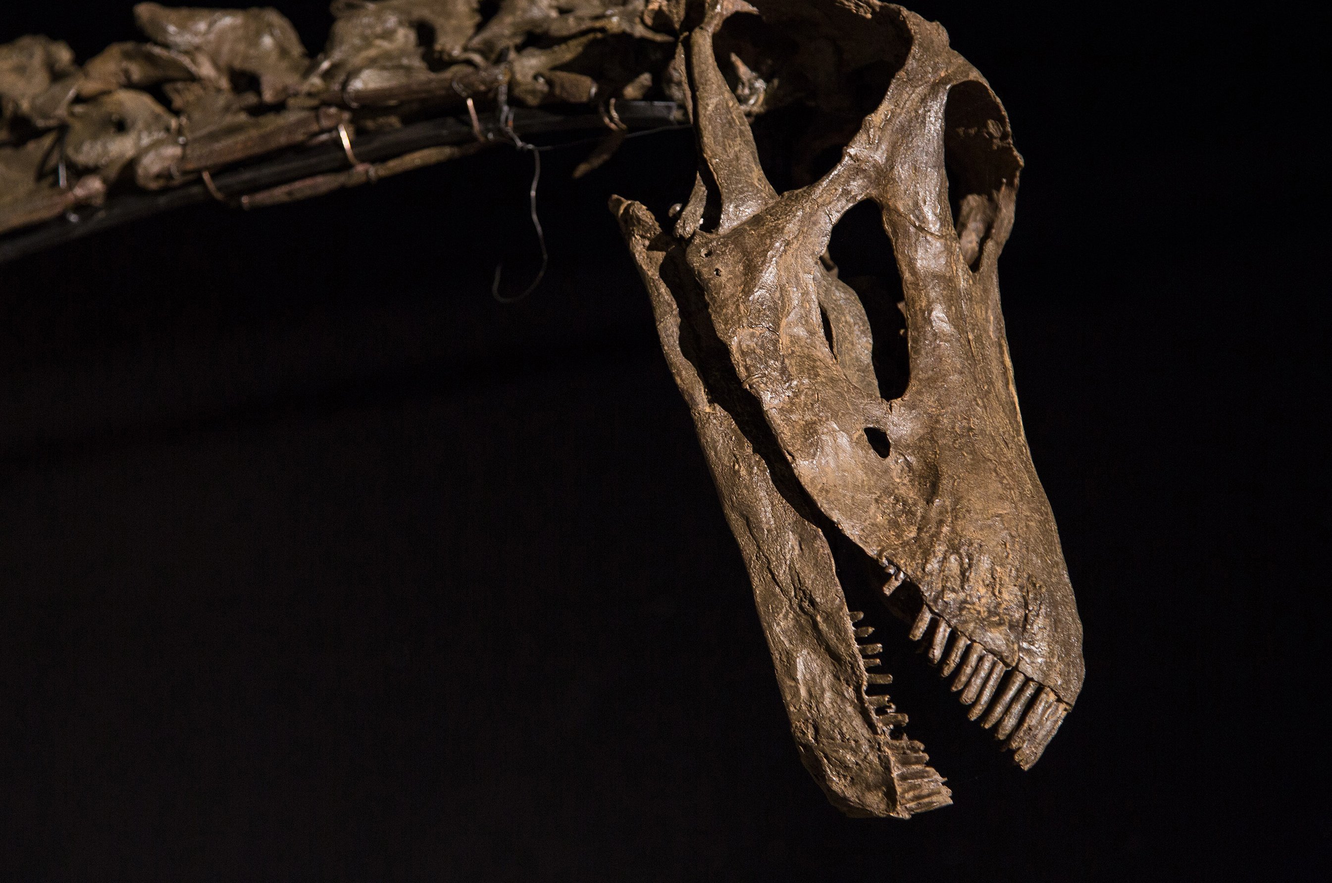 Believe it or not, it only ate plants