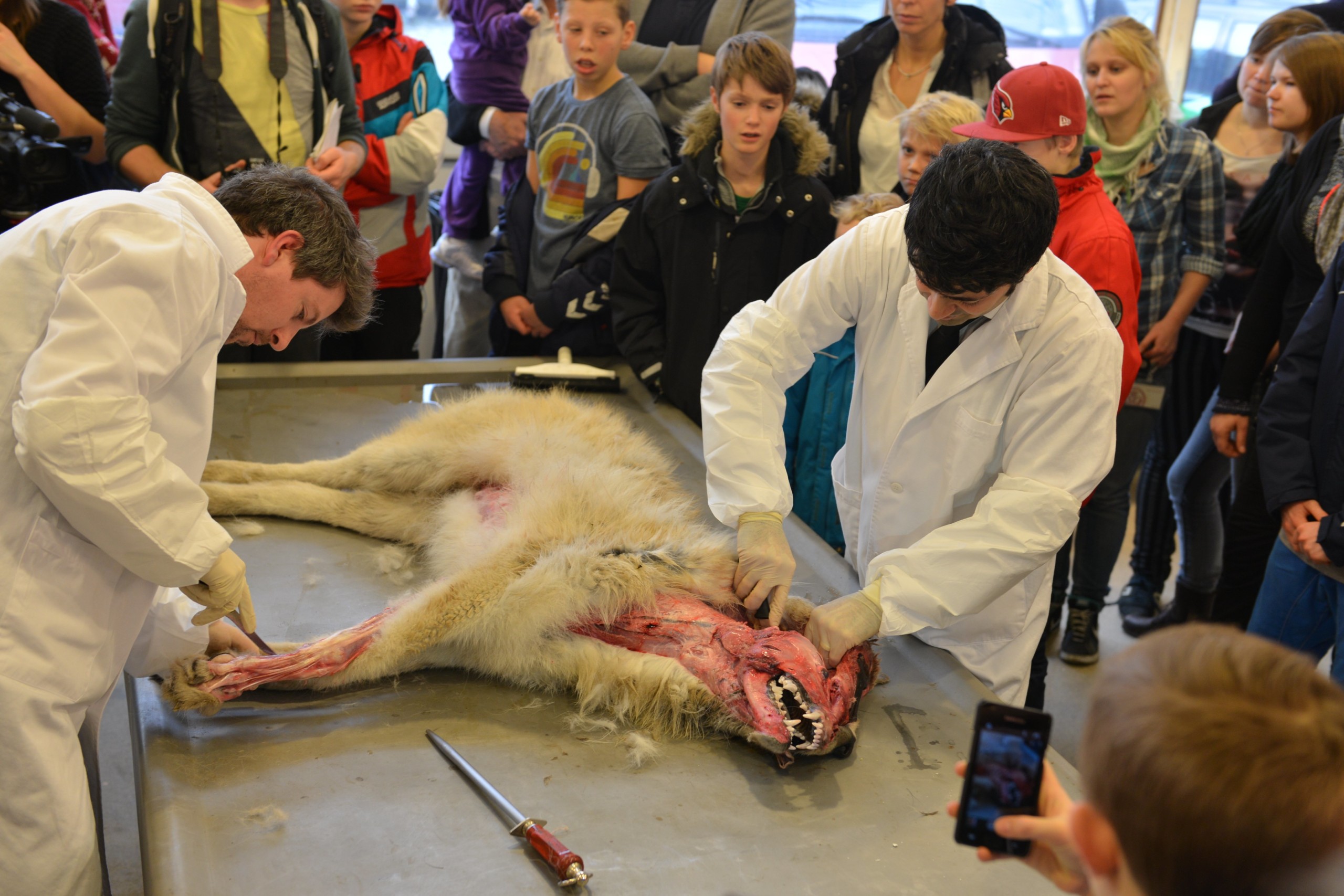 En ulv i ulveklæder. Lidt endnu.