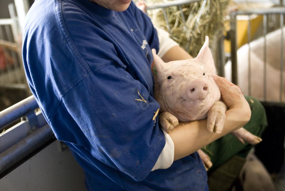 PAS PÅ GRISEN - I mindst to tilfælde har løbende grise været årsag til arbejdsskader på Københavns Universitet sidste år. Kradsende og bidende katte er også en risiko, der følger med jobbet på landets største universitet.