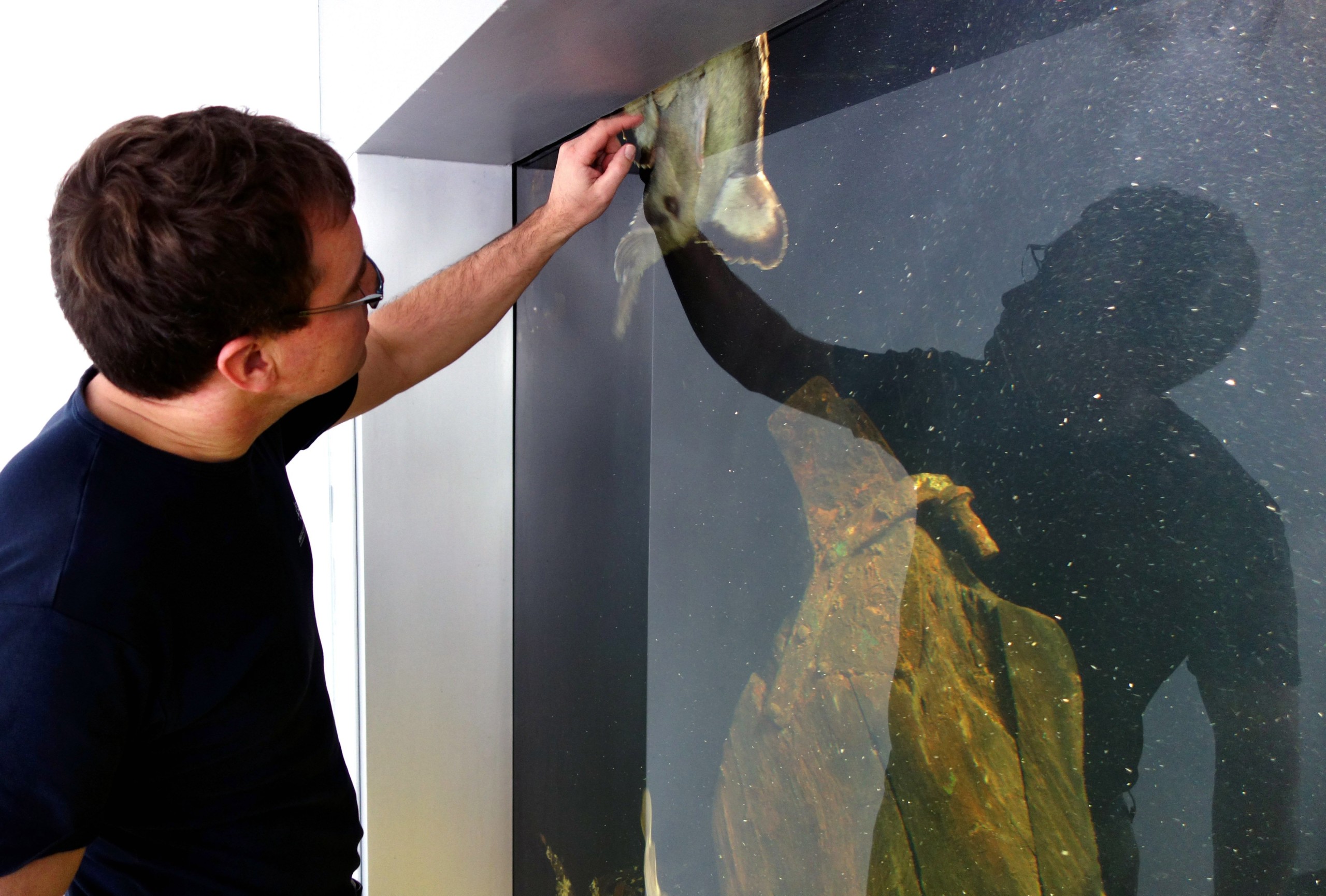 UNIKUM - Man skal være ekstremt heldig for at fange en levende havtaske, fortæller Jens Peder Jeppesen, der her kærtegner konturerne af fem-seks kilos krabat, Nordvesteuropas eneste fangede eksemplar, indleveret af en lokal fisker til Øresundsakvariet for små tre år siden.   