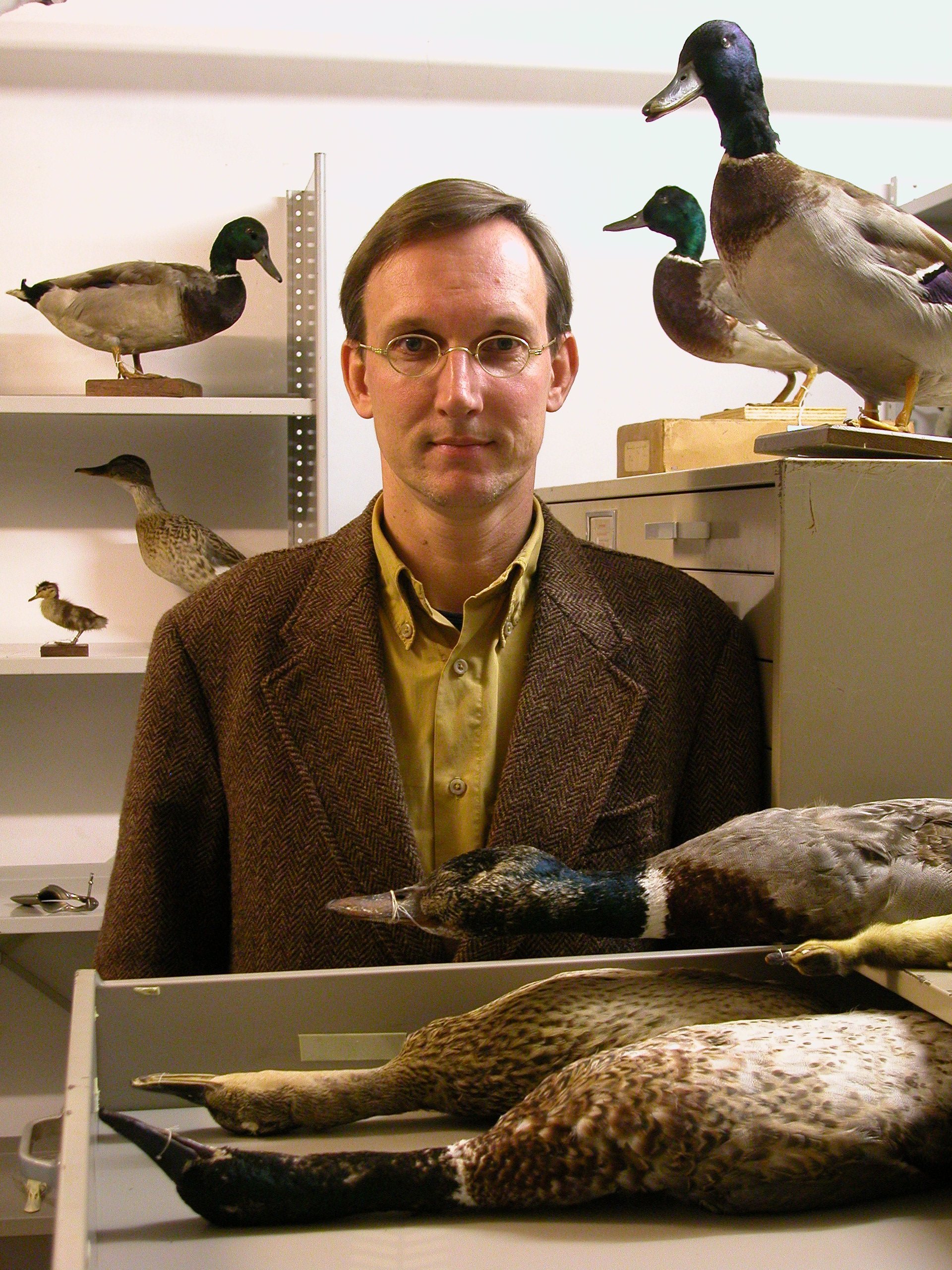 Kees Moeliker with dead ducks in the Museum of Natural History, Rotterdam