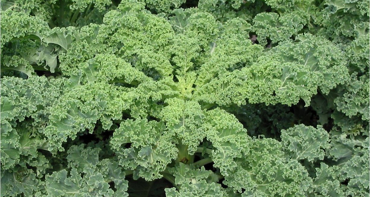 FRA IDEBANKEN - 'En buket grønkål i et stinkskab' - det var vinderforslaget i den konkurrence om at designe et nyt Science-logo, som Uniavisen afholdt for to år siden. Et smukt møde mellem forskningen i planter og sundhed og den hårde universitetskemiske videnskabelighed. Kære Science, det er ikke for sent.