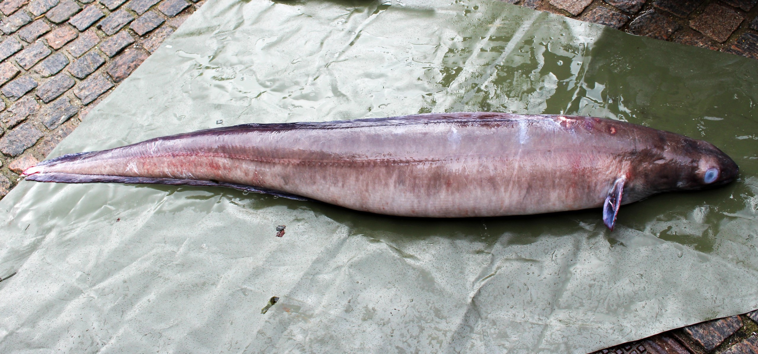 TIL SKUE - Den aflivede havål kan besøges i påskeweekenden, derefter skal den konserveres.