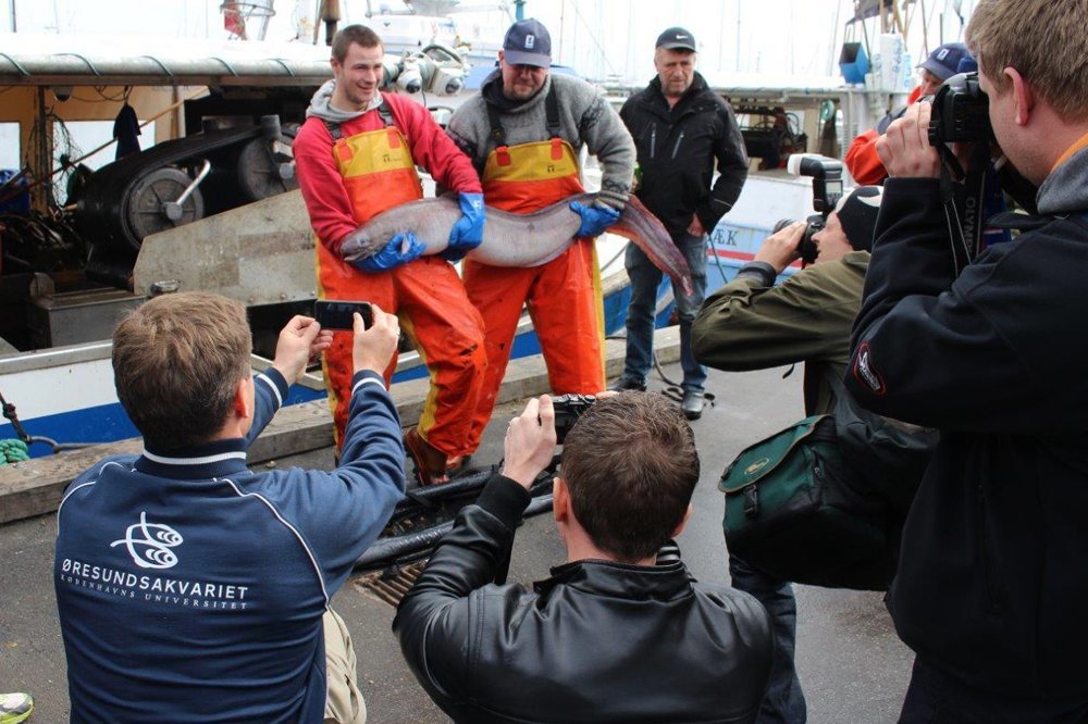23 KILO - Havålen er en meget glubsk rovfisk, der foruden torsk, havkvabber og andre bundnære fisk æder alt hvad den kommer over af ottearmede blæksprutter, hummere, langustere og krabber. Den bed også efter de to fiskere på billedet.