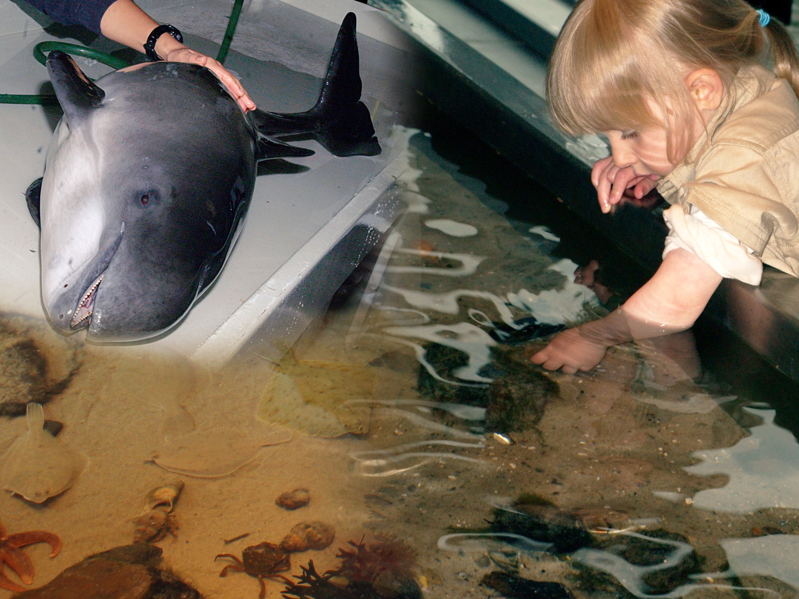 TANDHVAL - Marsvin kan også opleves i levende live for Øresundsakvariets gæster. Akvariet arrangerer nemlig fra tid til anden hvalsafarier.