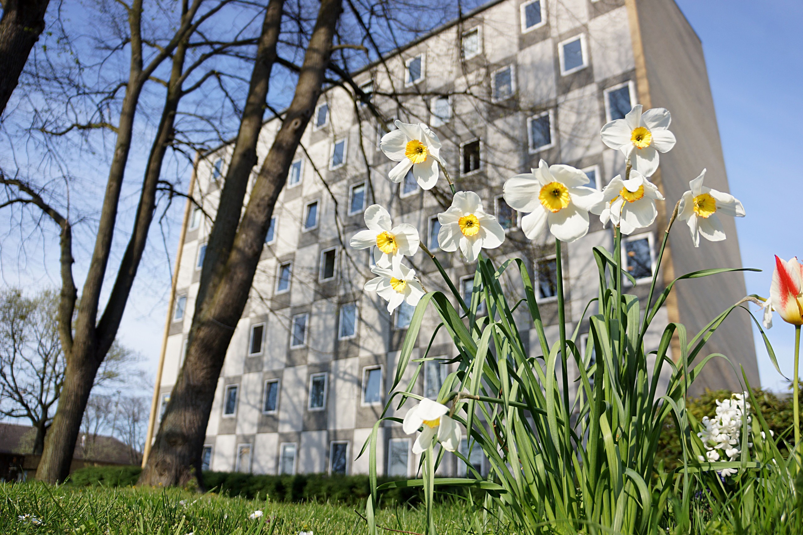 Spring in the garden of the dorm.