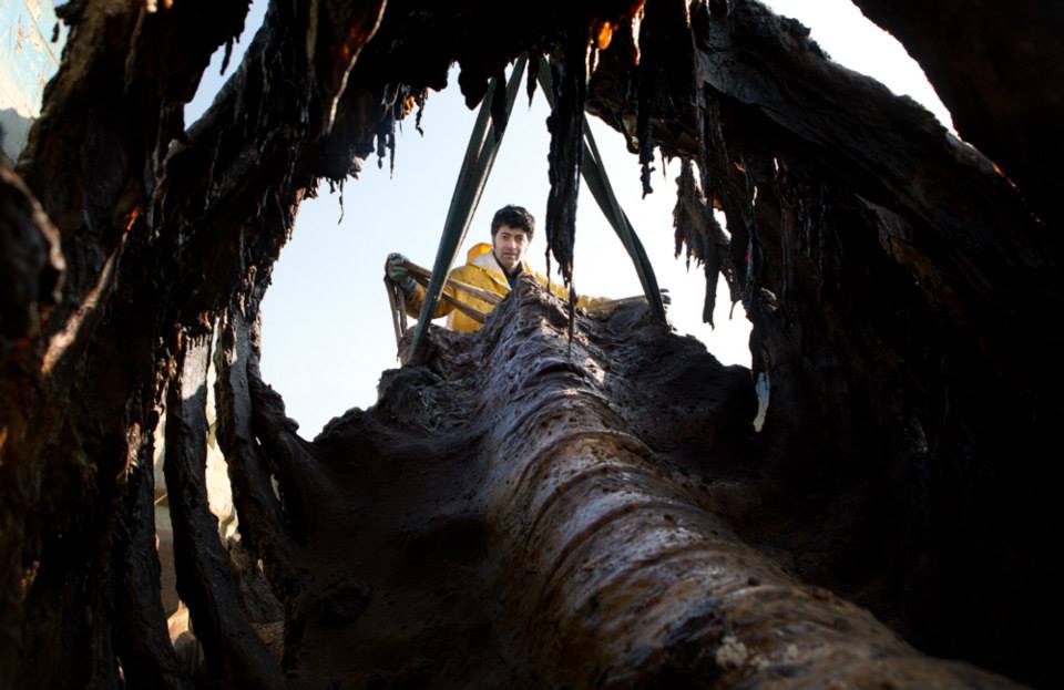 A zoologist from the Natural History Museum of Denmark peers into the whale carcass. 
