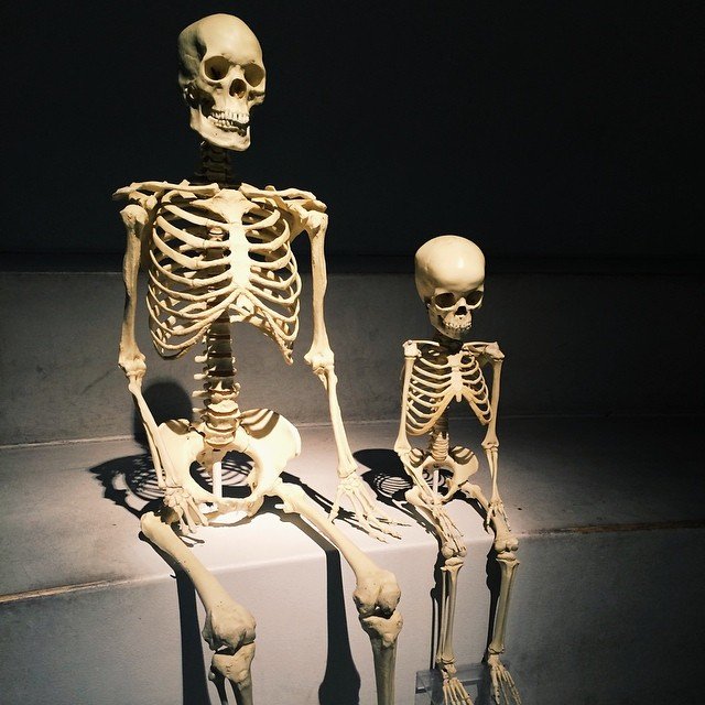 A trip to the fascinating - and sometimes slightly scary, world of the zoological museum. 