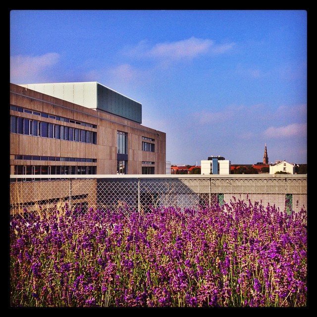 instagram user: ammitzkov