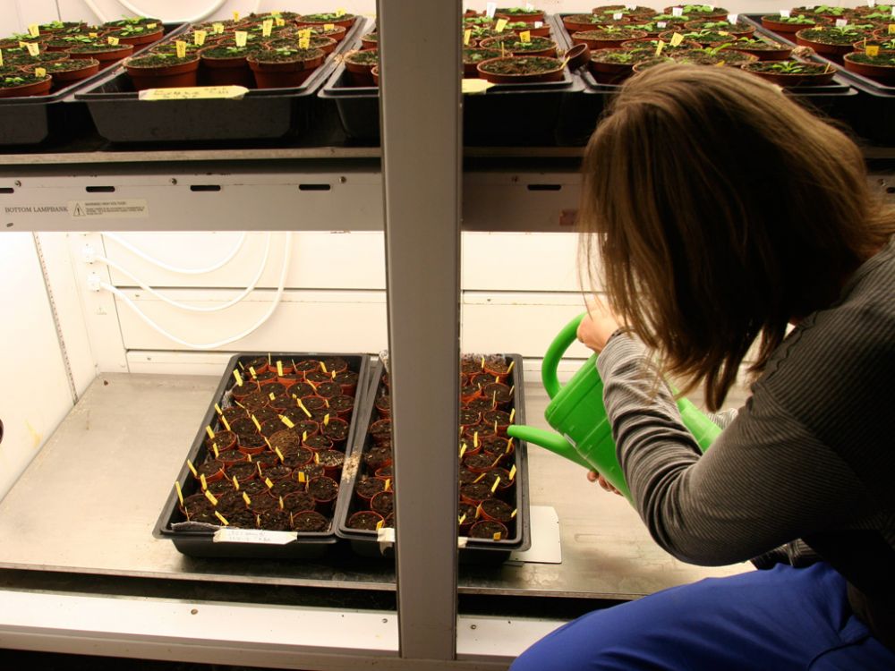Plant science research at the University of Copenhagen's DynaMo centre. Plant scientists with jobs are taking the new research climate in their stride