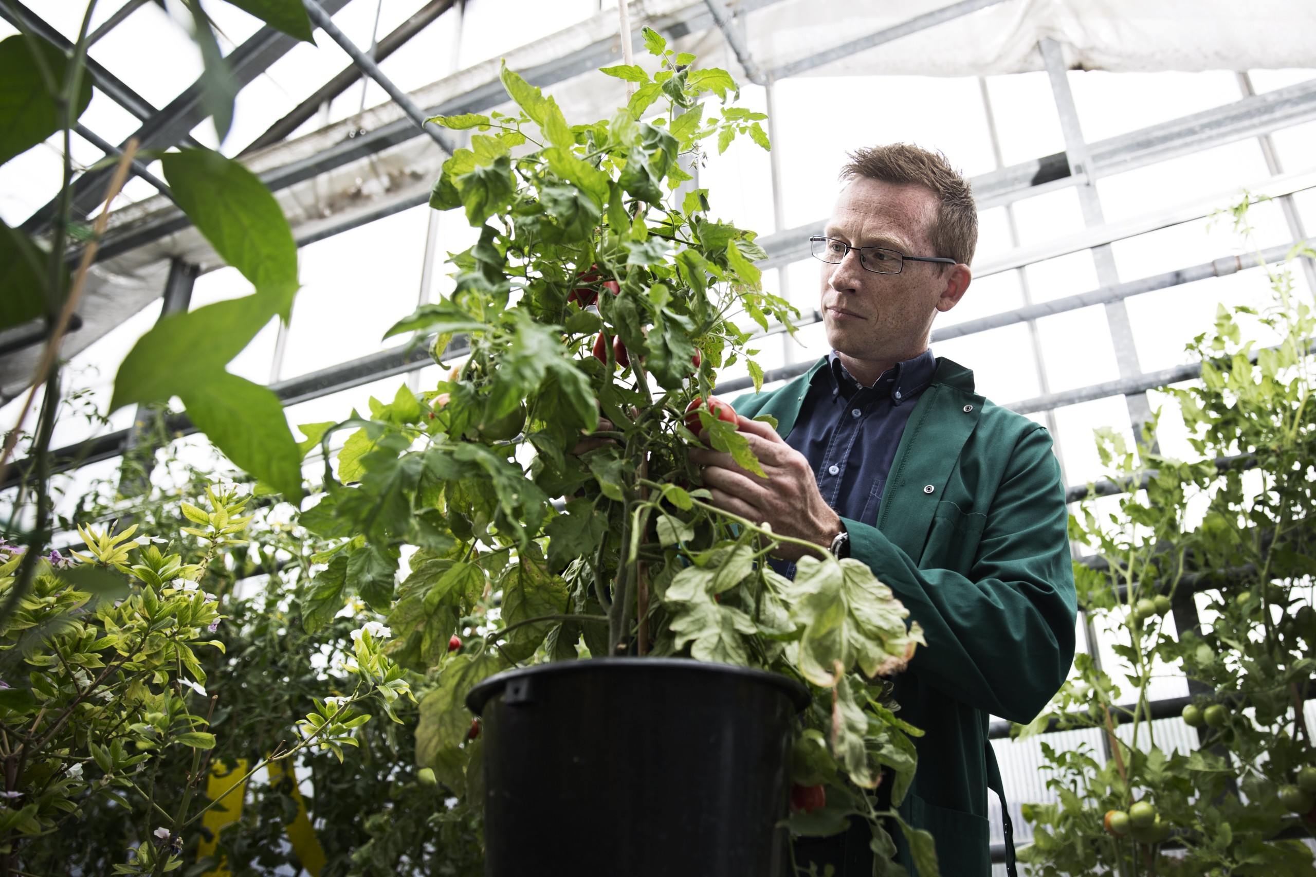 TOMATKARTELLER – Det er ofte samme kriminelle netværk, der driver narkohandel, som fusker med fødevarer, siger adjunkt Kristian Holst Laursen. Og svindlen er hastigt stigende, for der er flere derude, der nyder tomater end hårde stoffer. 