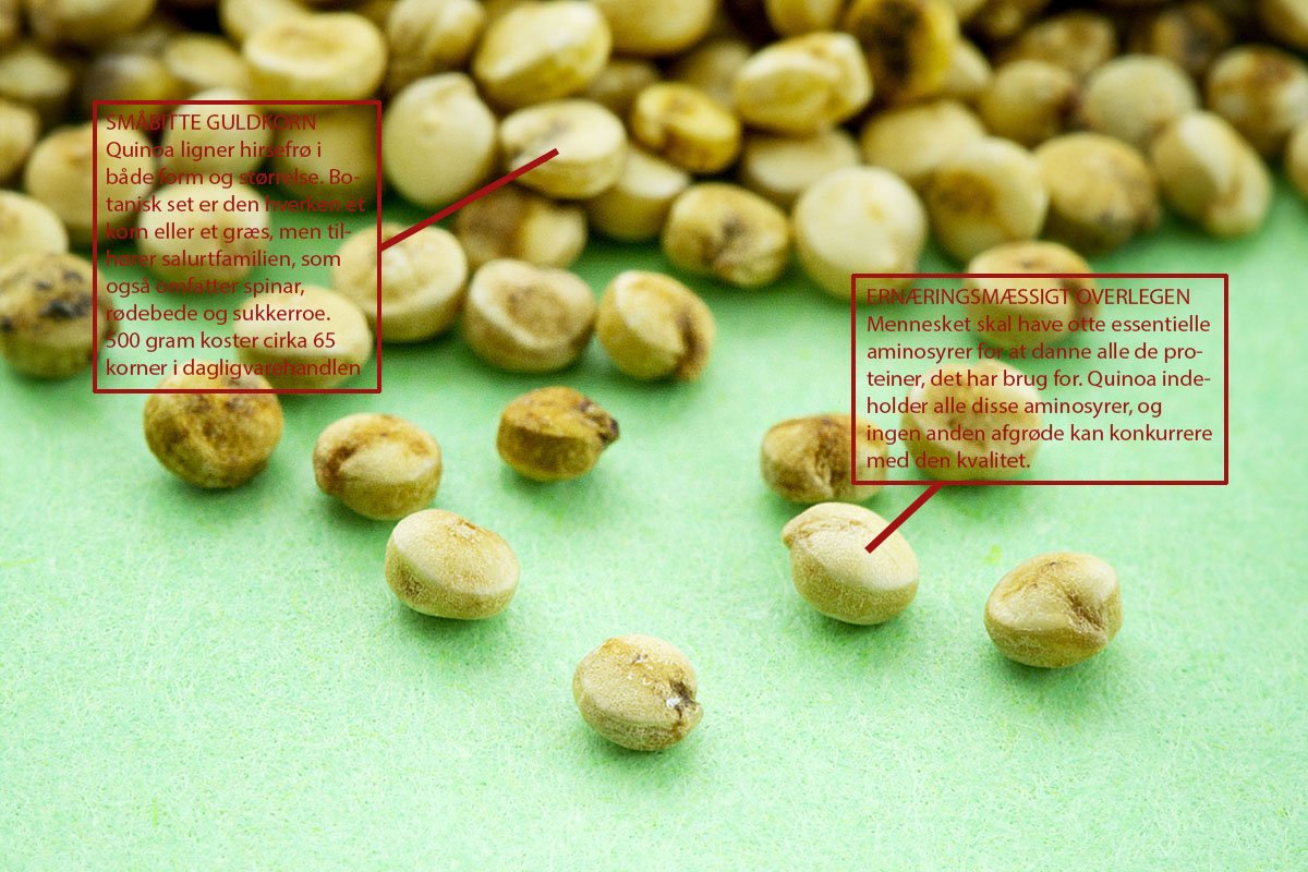 LILLE MEN STÆRK - Quinoafrøene er nogle få millimeter i diameter. Sprængfyldte med næring.