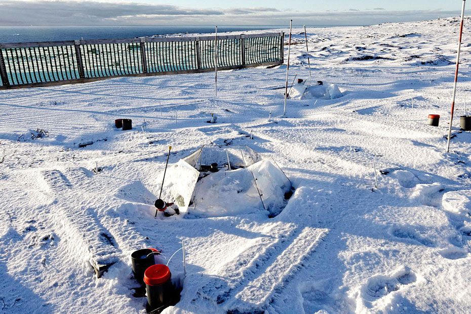 EMISSIONS – It snows here. In the glacial valley Blæsedalen, researchers are trying to find out how much carbon the tundra contributes to the atmosphere and global warming