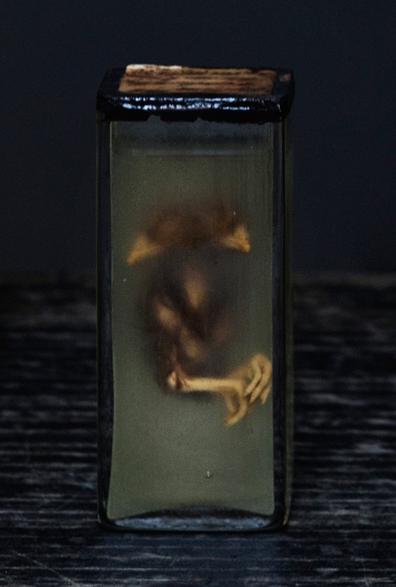 The specimens are preserved in Kaiserling solution, a carcinogenic mixture of formalin, potassium nitrate and potassium acetate. The solution should reportedly maintain the specimen’s original colour. In the specimen collection however, the colour is faded in several specimens, and in the two-headed bird glass the liquid has for some reason assumed a yellowish muddy colour.