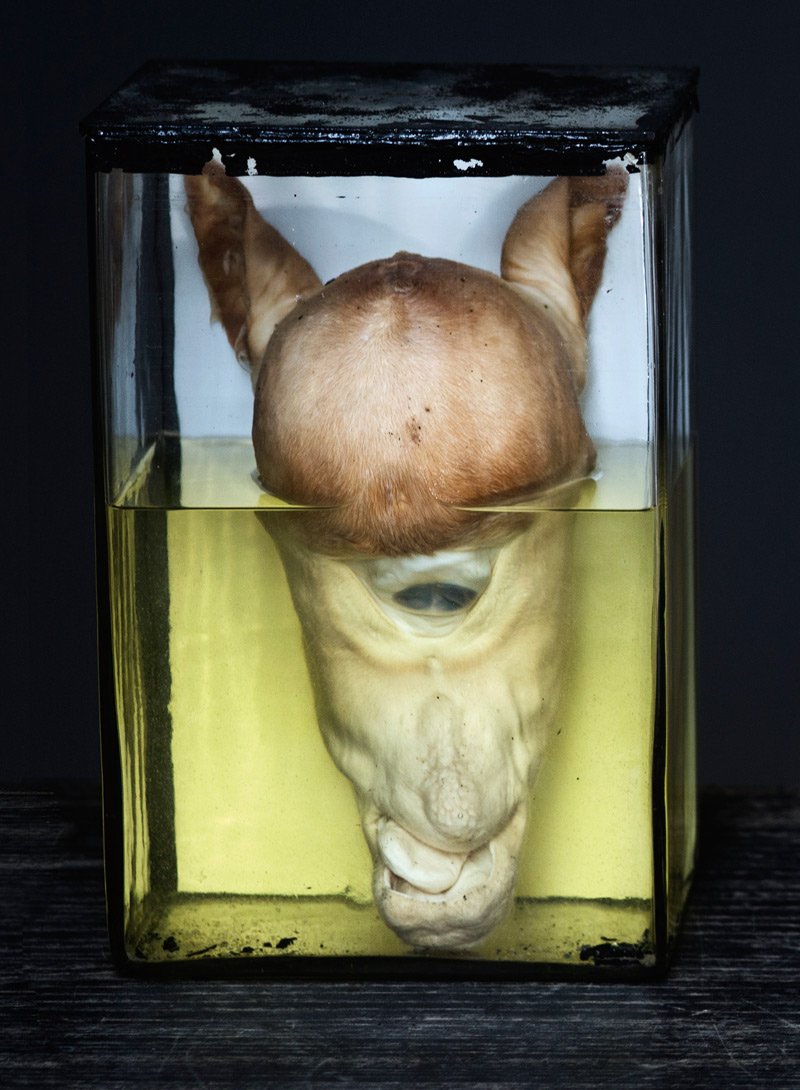 The cyclops eye in the middle of the forehead is actually two, merged, eyes, and you can sense a white column where the eyes have grown together. The university received in 2014 a cyclops horse, whose head was preserved in a bucket of methylated spirits and which will be added to the collection. The new cyclops horse is the only addition in the last 25 years.
