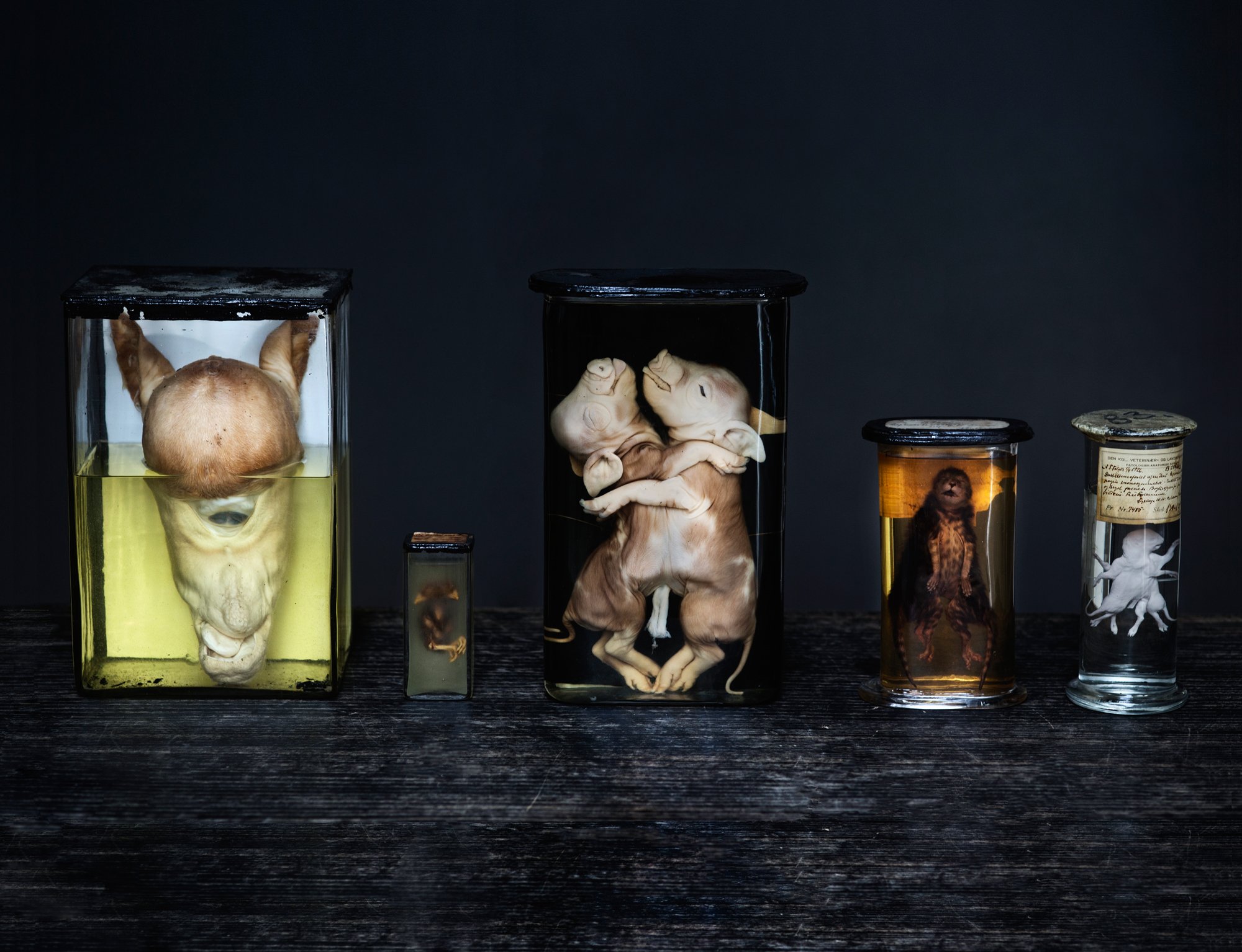 Five freaks from the collection of deformities in the basement of the old Royal Veterinary and Agricultural University buildings in Frederiksberg