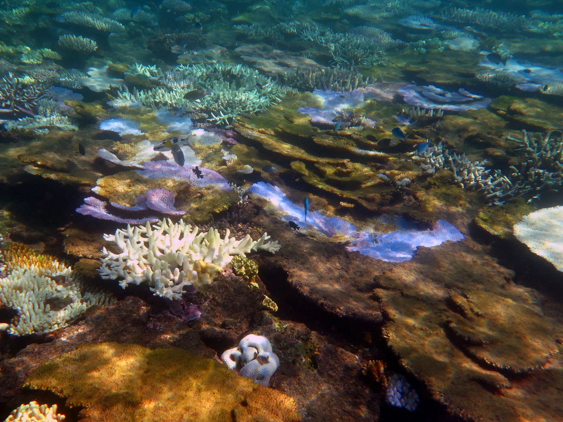 Bleached corals of different species. In the front, two Acropora can be seen, completely dead and overgrown with algae (the brown or slightly green colour). In the middle of the picture you can see some flourescent corals that also have dead (brown) tissues on them. The algae take over the coral structure as soon as the coral tissue is gone.