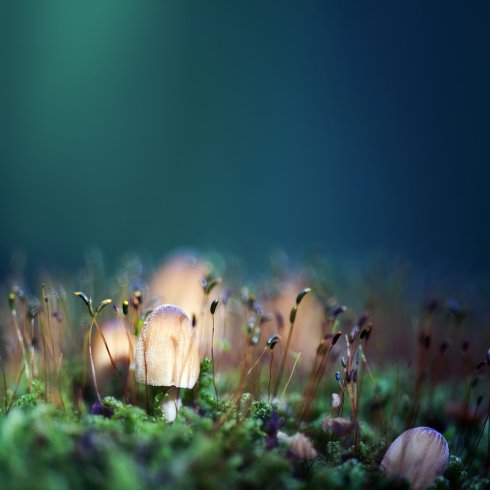 ‘Basidiomycota’, submitted in 2015 by Sebastian-Alexander Stamatis of the University of Copenhagen