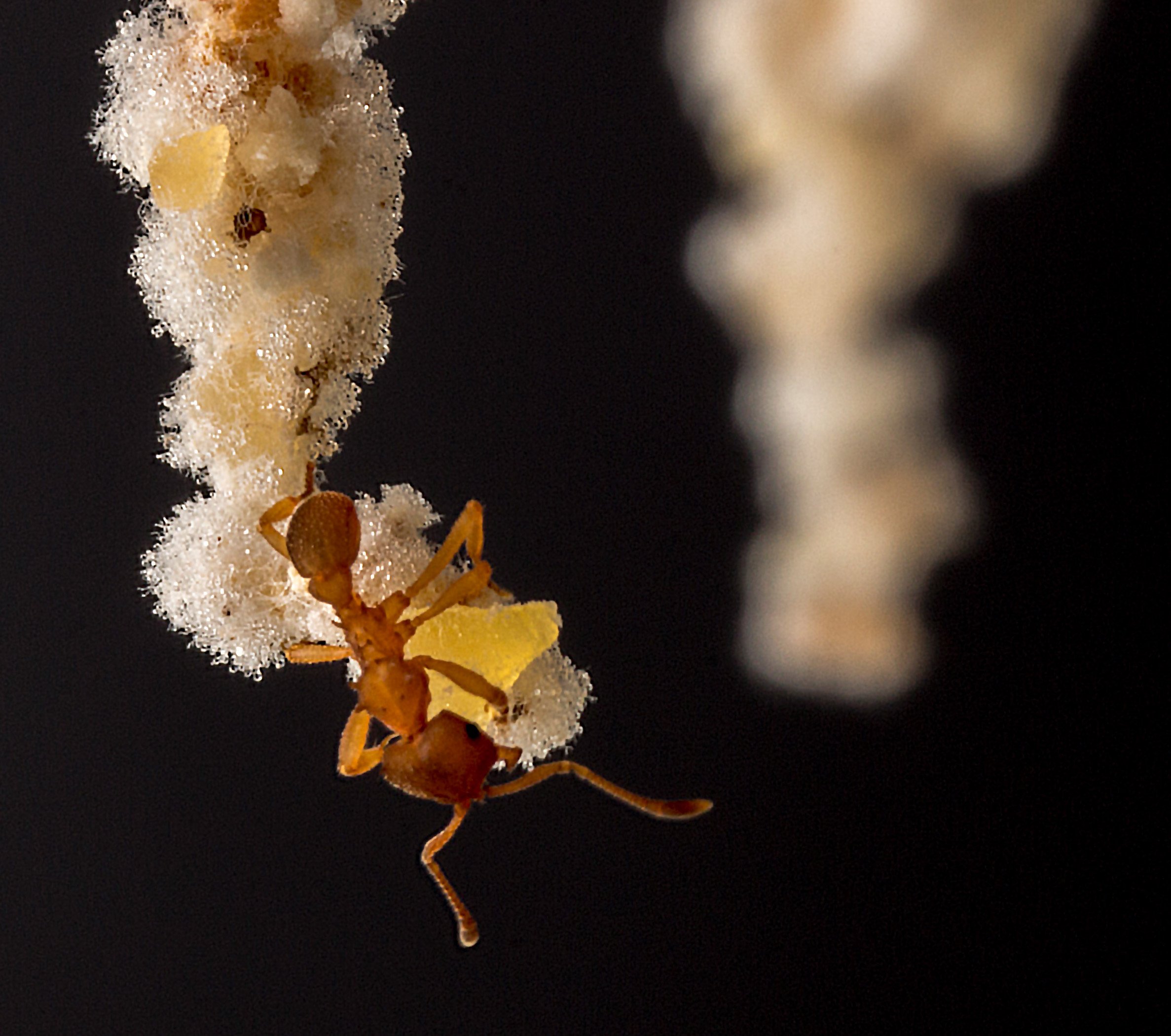 One of the ERC grants will fund a study into why it took ants 30 million years to understand the full potential of fungus-farming (Photo: bio.ku.dk)