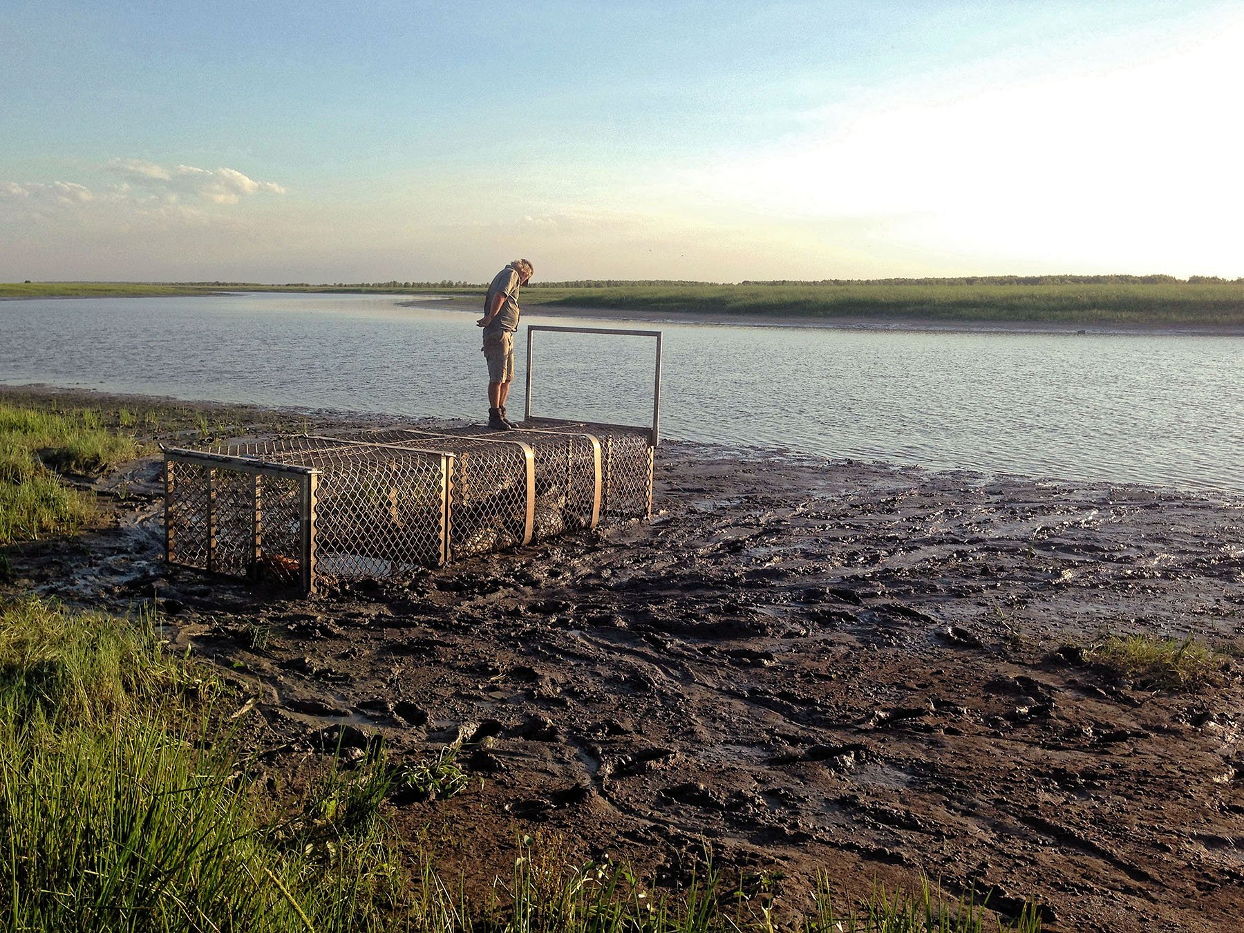 Her er det Niels Thordals chef, Matt Kelman, der står oven på et bur med en saltvandskrokodille i.