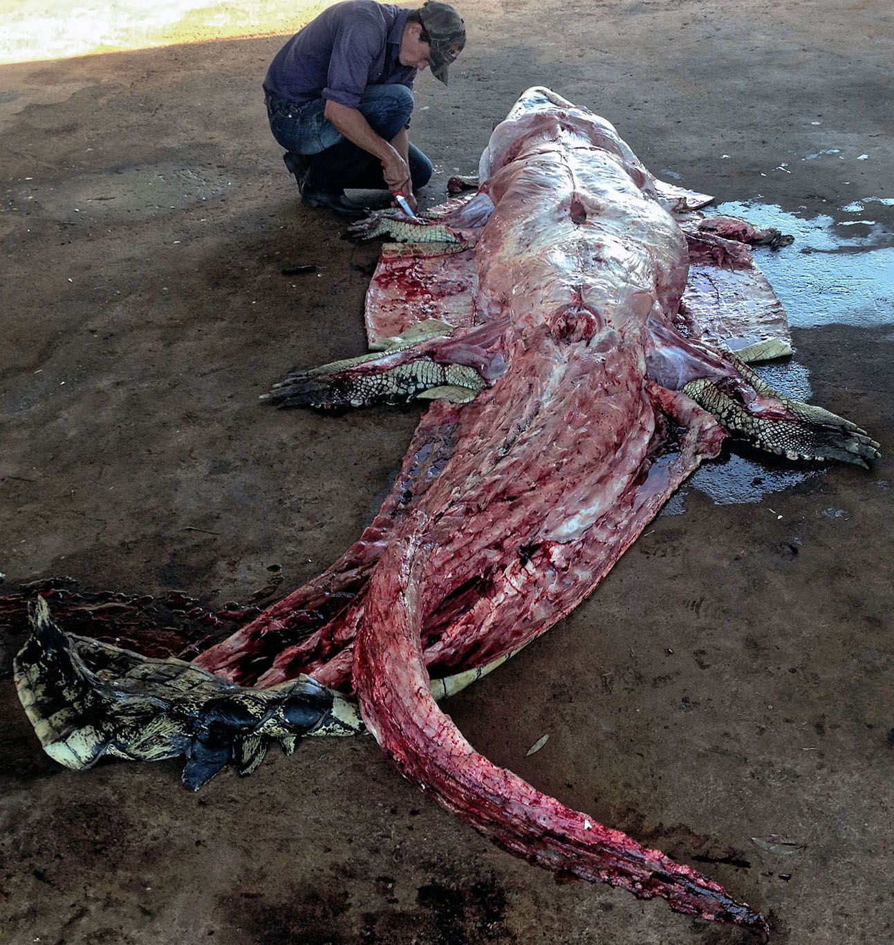 En stor saltvandskrokodille flås af en kollega til Niels Thordal på Matt Kendals safarifarm
