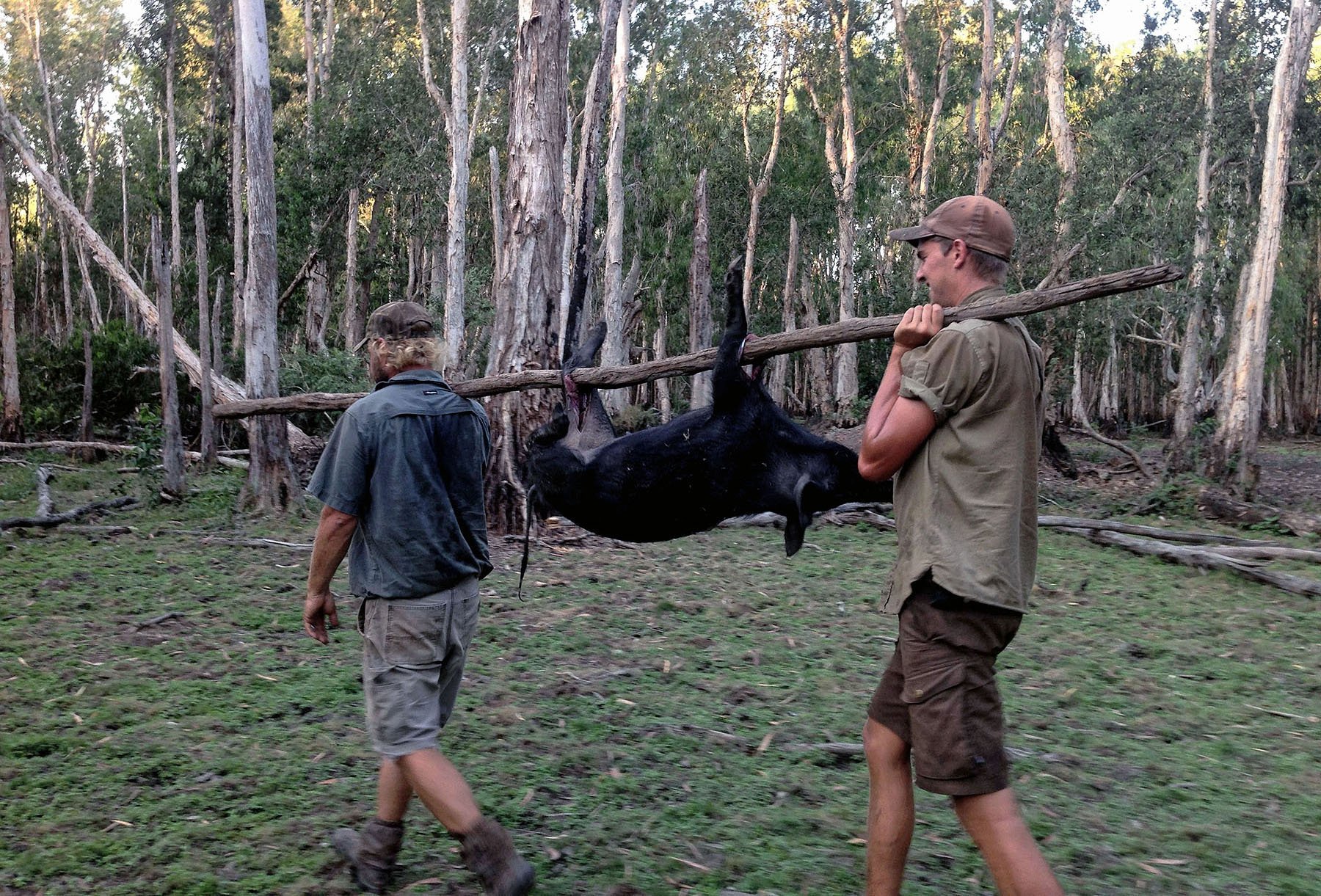 Her har Niels Thordal (bagest) og Matt Kendal (forrest) skudt og fanget et vildsvin, som de bærer ned til en krokodillefælde. 