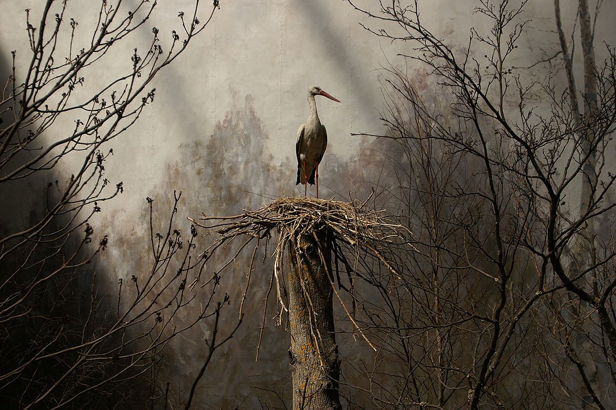 At the Biologiska Museum, everything is only illuminated by a natural, external lighting. This gives it a wonderful, but 'slightly dusty' impression, the photographer writes about his image.