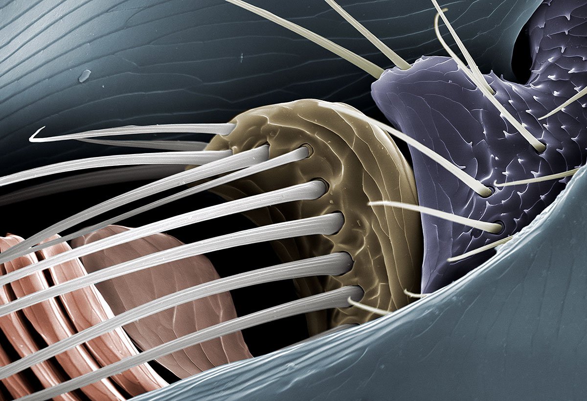 The scientist behind the picture says that his workplace uses his images when there is a need to communicate research to the outside world.