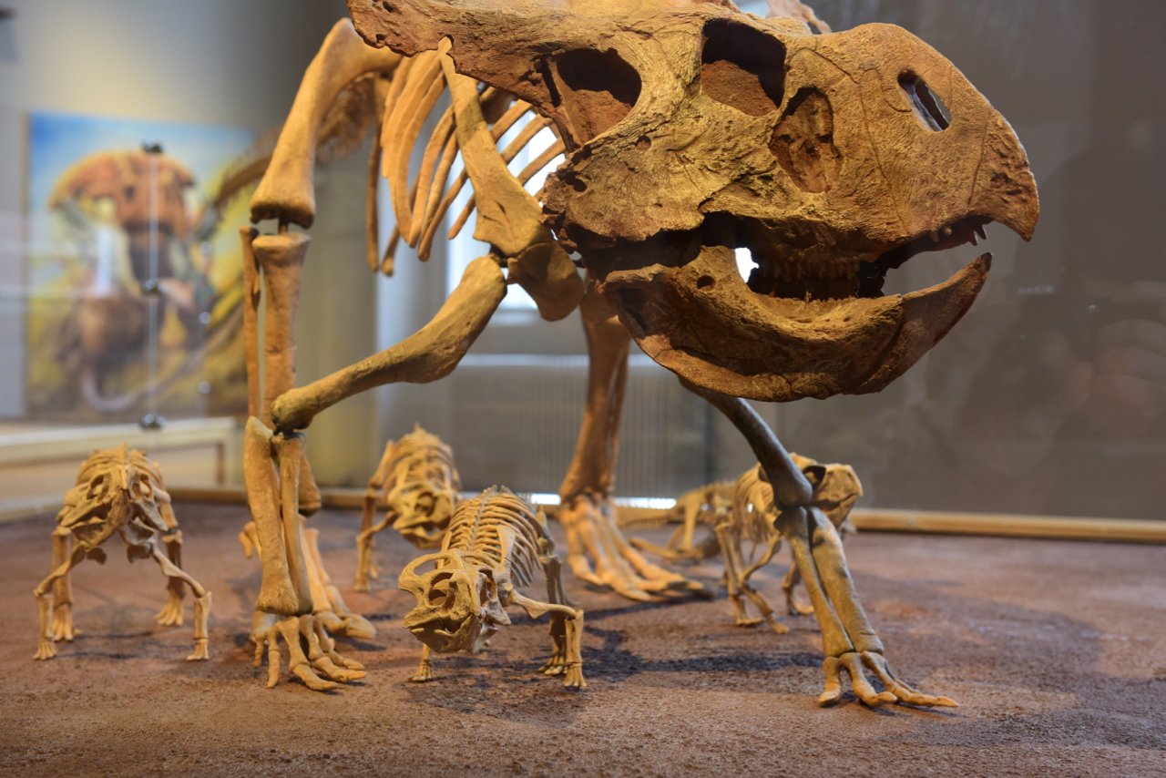 Tableau med voksent dyr og en flok unger frosset i yndefuld bevægelse.