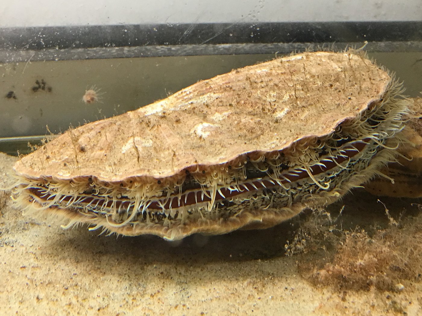 En dykker skal undersøge det hemmeligholdte findested. Det er muligt, at Øresund rummer en hel muslingebanke med Pecten maximus, og forskerne håber i så fald at kunne videofilme dem i deres uventede habitat.