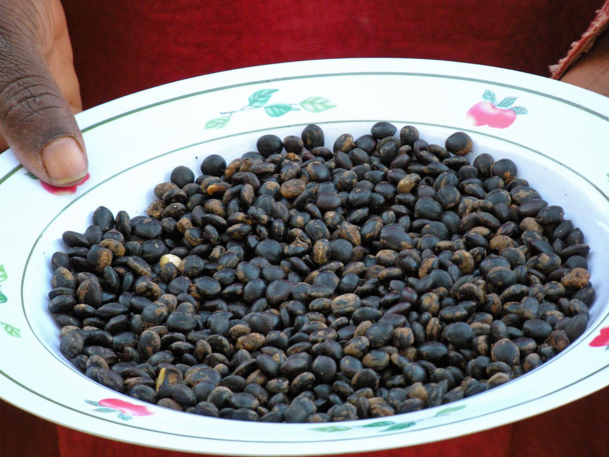 Protein-rich fermented seeds from wild West African trees.