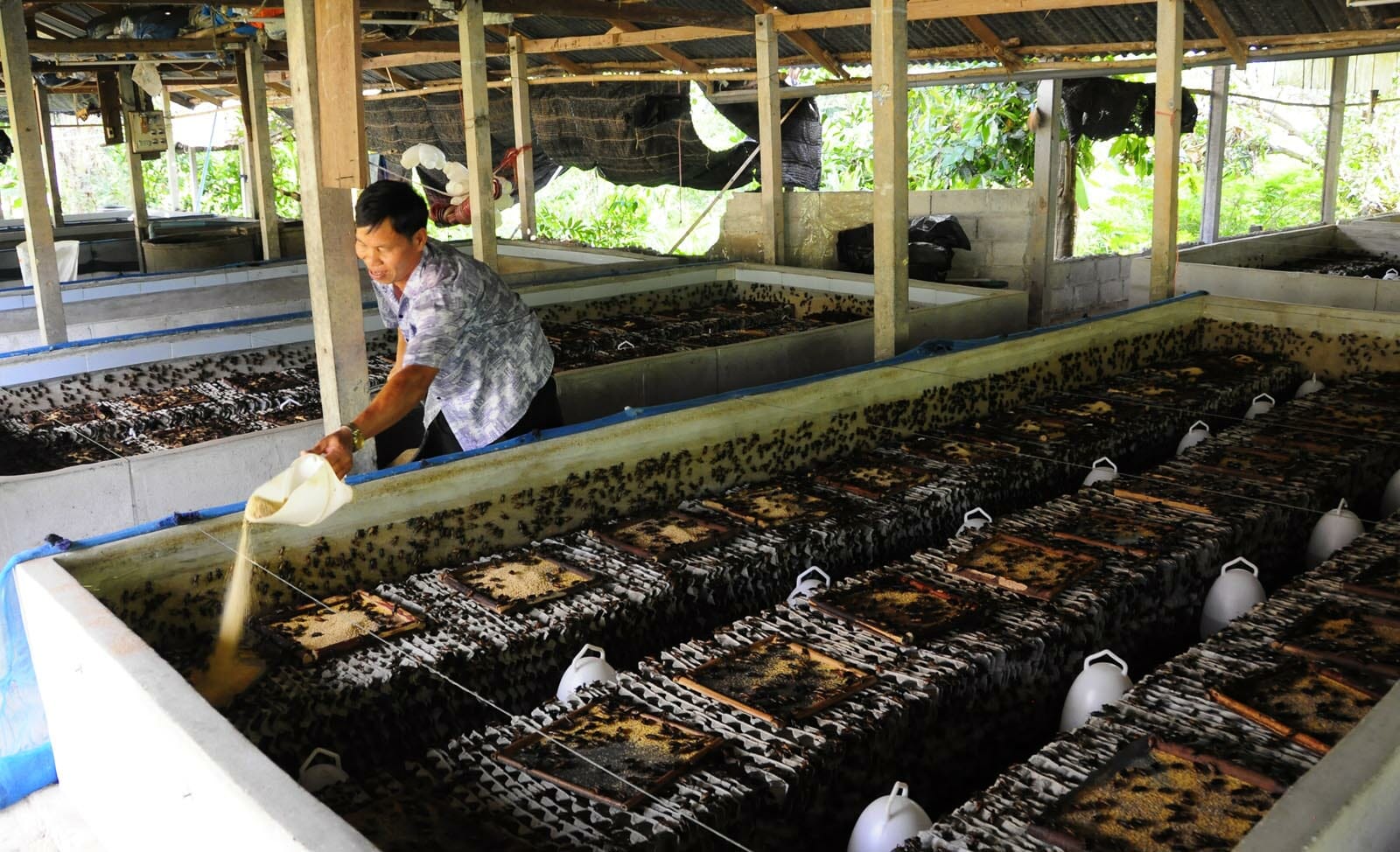 Farmers to use insects as their new livestock