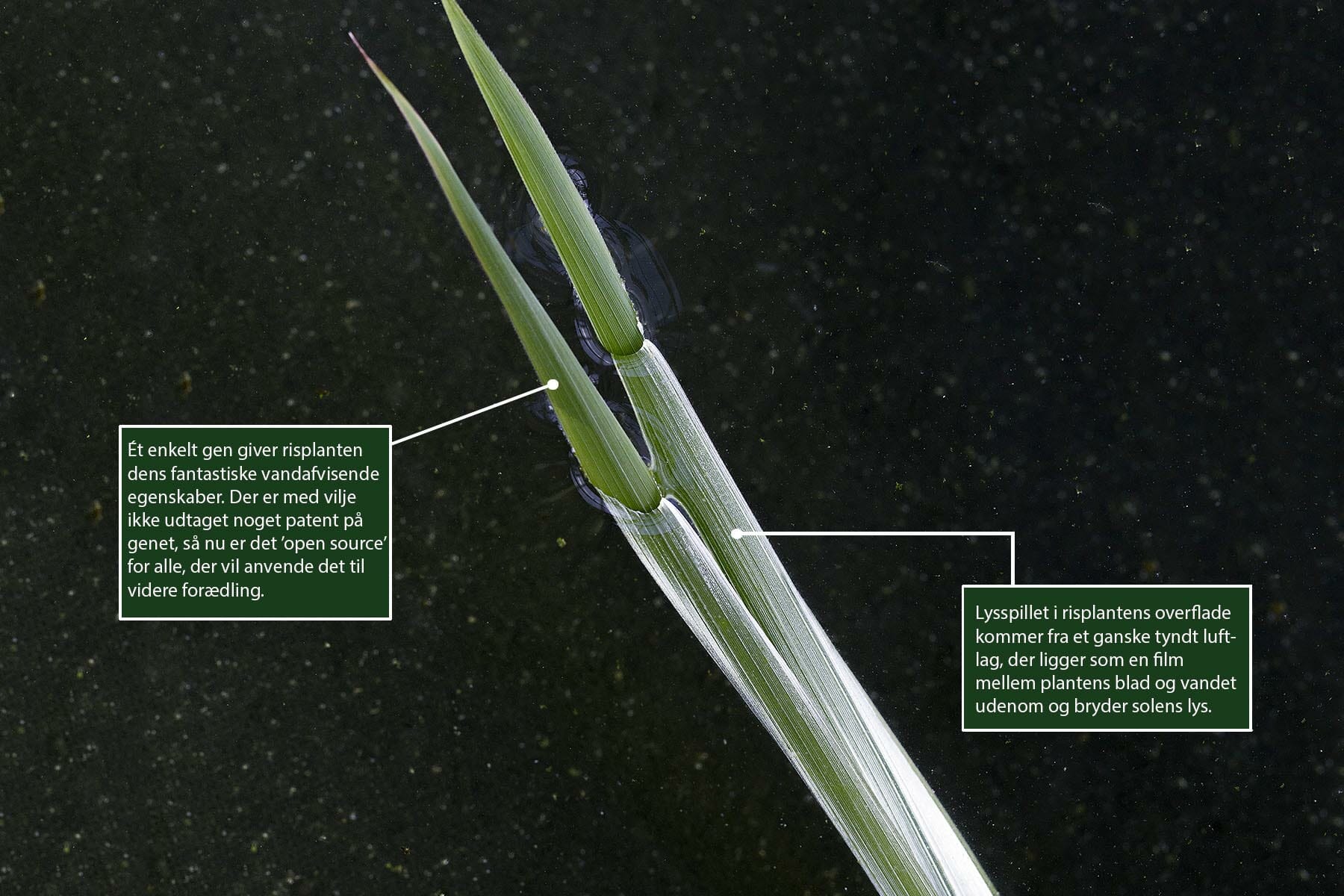 Denne risplante befinder sig i et drivhus på toppen af Farma-bygningen i Universitetsparken. Den er en del af Ole Pedersens forskningsplanter.