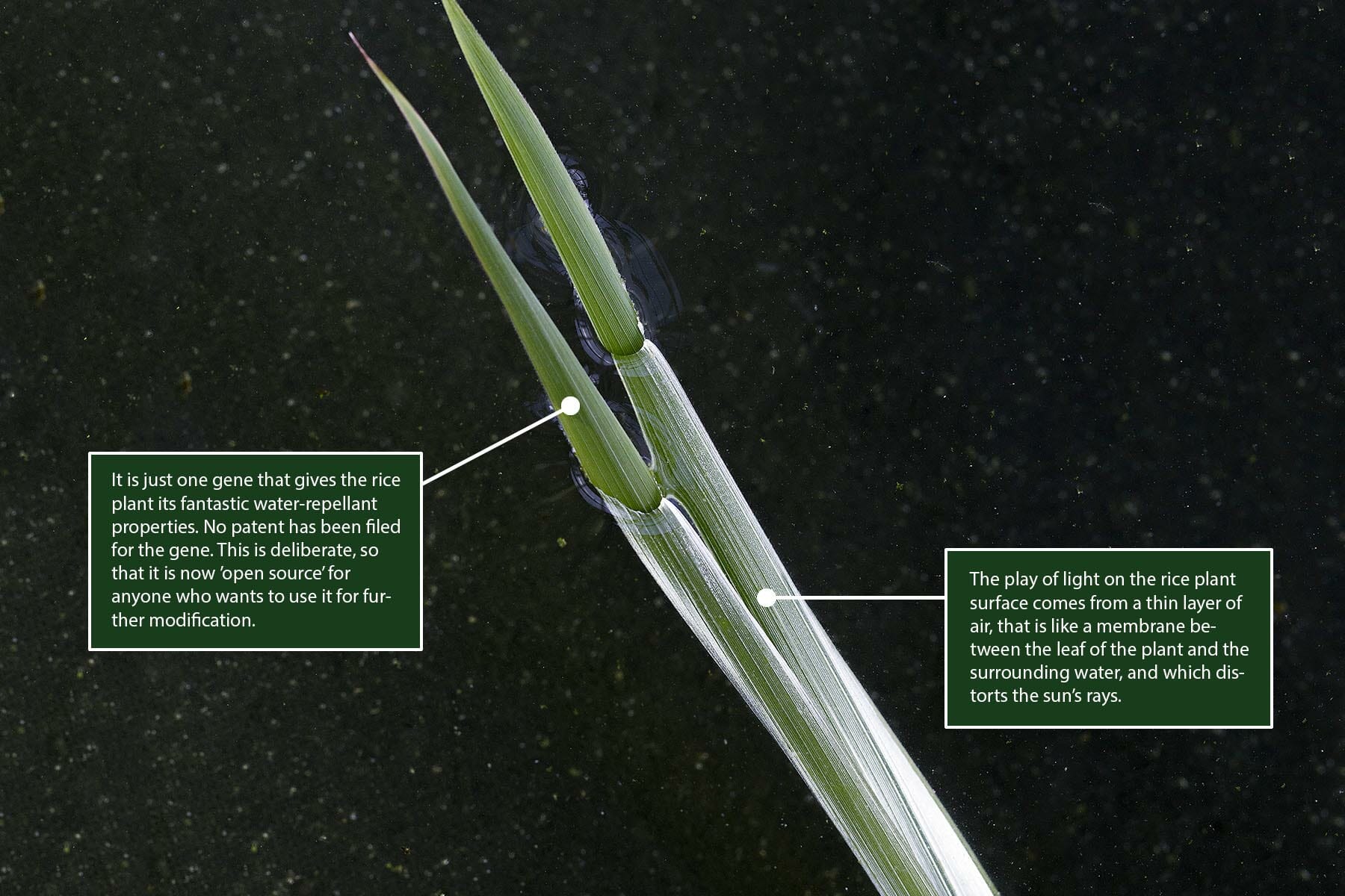 This rice plant is located in a greenhouse at the top of the pharma building in the Universitetsparken campus area. It is part of Ole Pedersen's research plants.