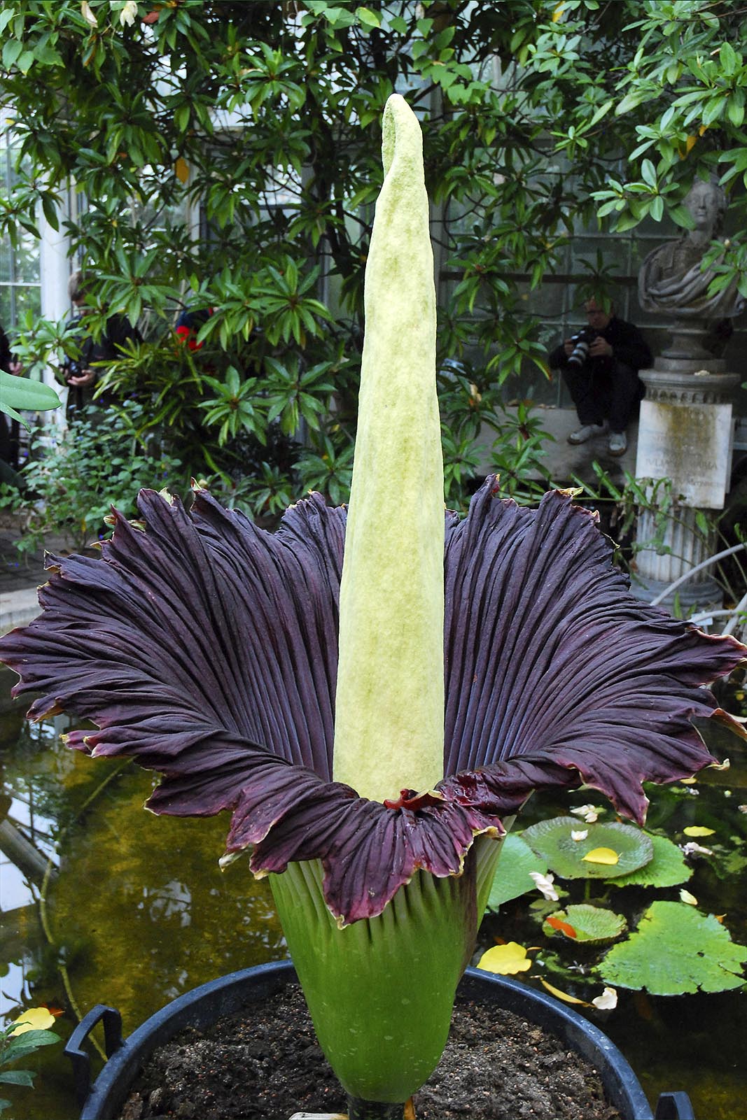 The corpse flower in Botanical Gardens.