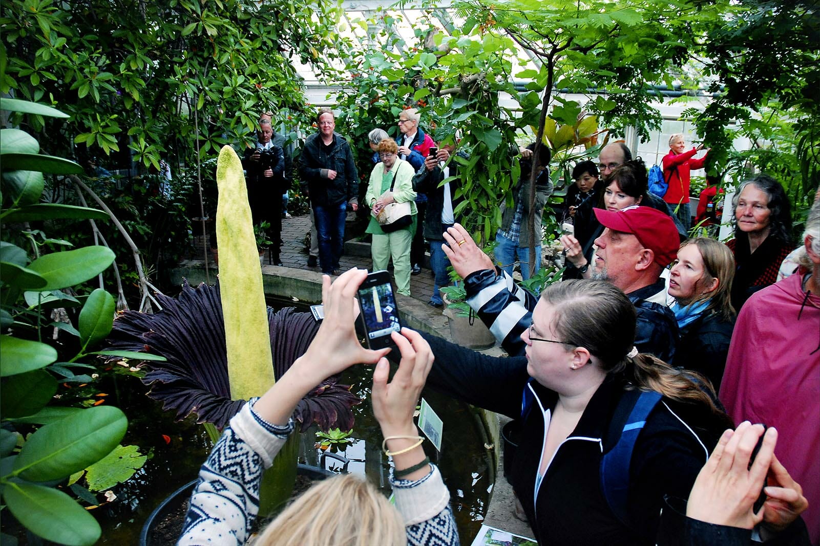 Den såkaldte 'penisblomst' har mange fans i Botanisk Have - billedet her fra en tidligere blomstring i 2012.