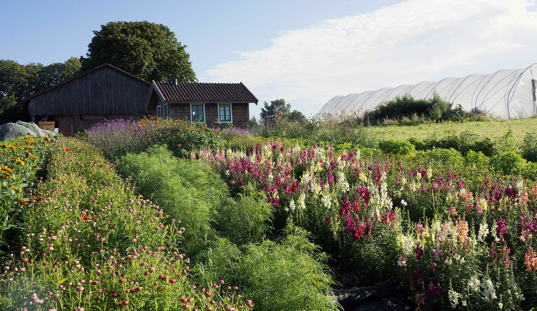 Some of the 1,000 green square metres upon which Flor cultivates its flowers in Lejre.