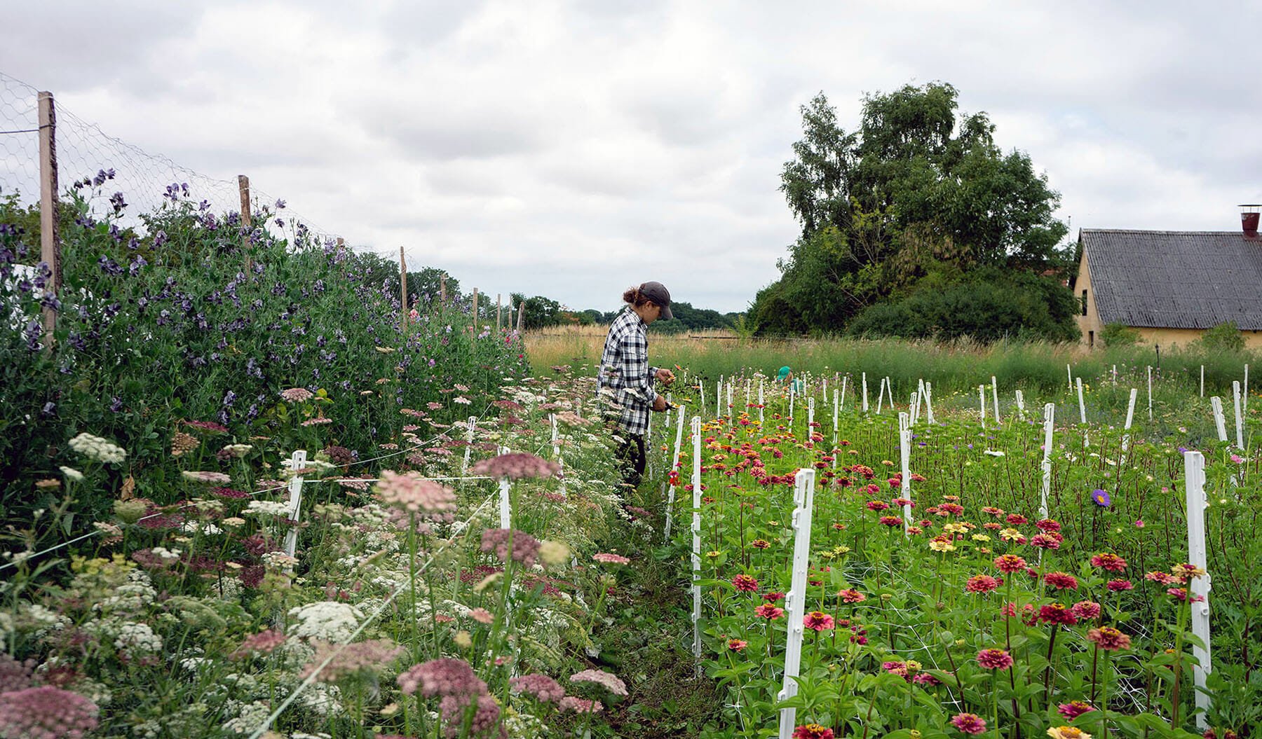 UCPH student Karoline Schnorr in a large flower bed where organic flowers are grown using sustainable principles - no pesticides and no use of energy from fossil fuels.