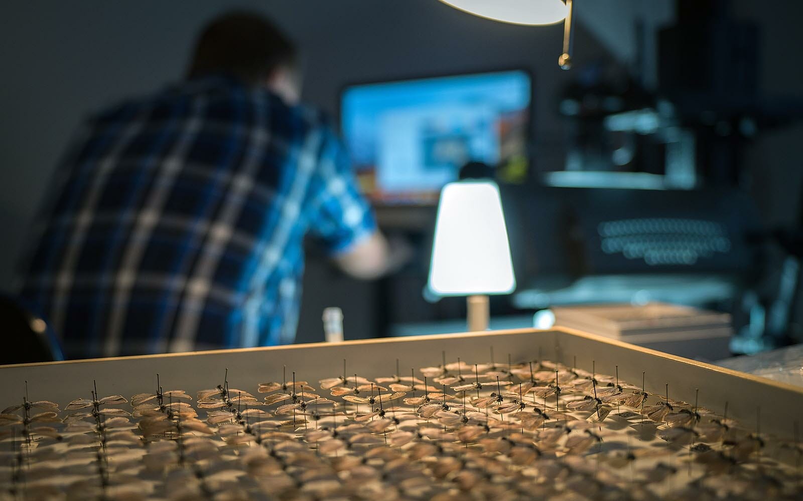 Crowdsourcing - Interested citizens who want to help the researchers can help to digitize the hundreds of thousands of butterflies. Image: Frederiks Wolff