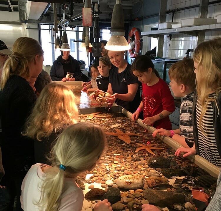 En ansat guider besøgende til at røre ved levende havdyr.