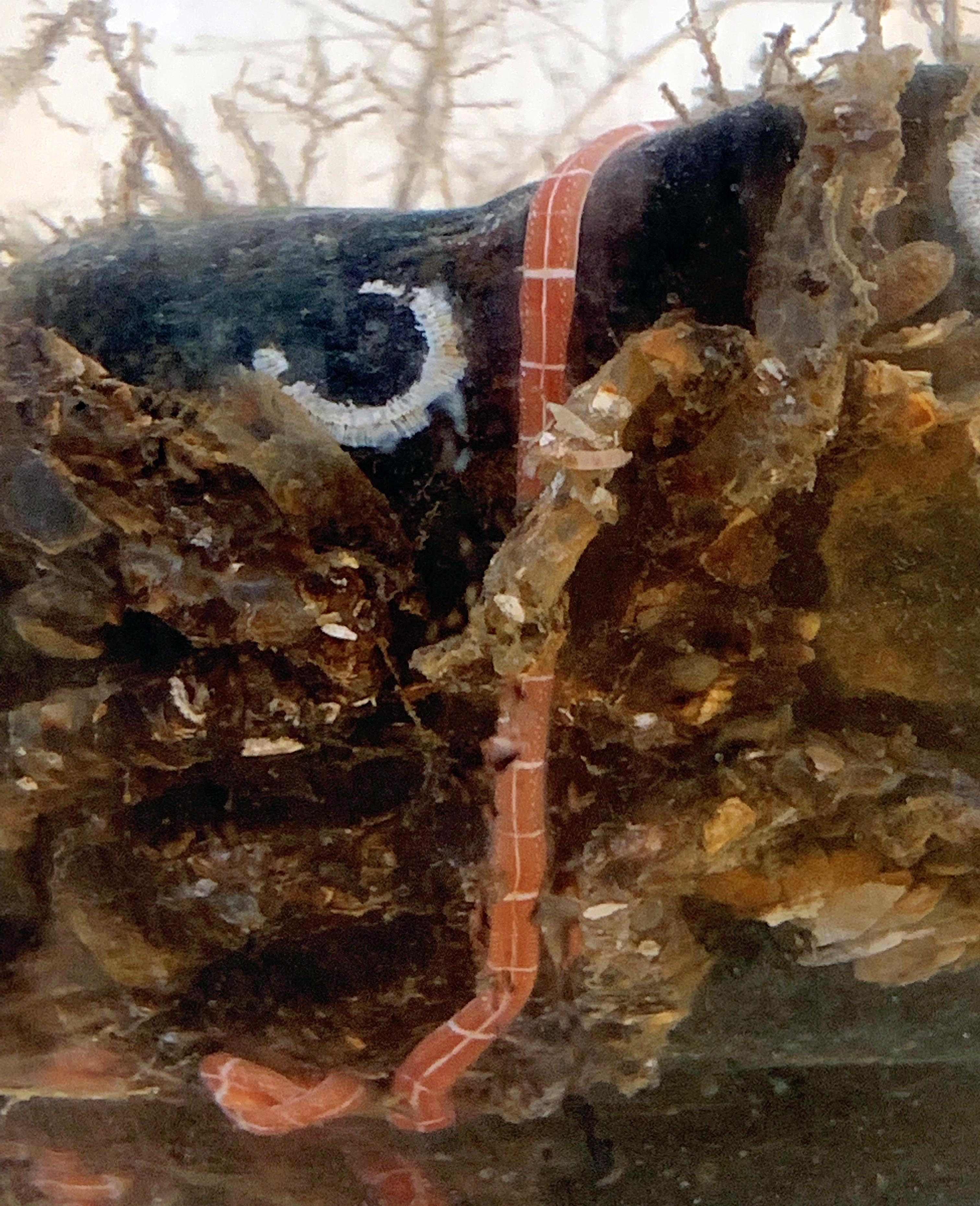 Slimbændel på Øresundsakvariet.