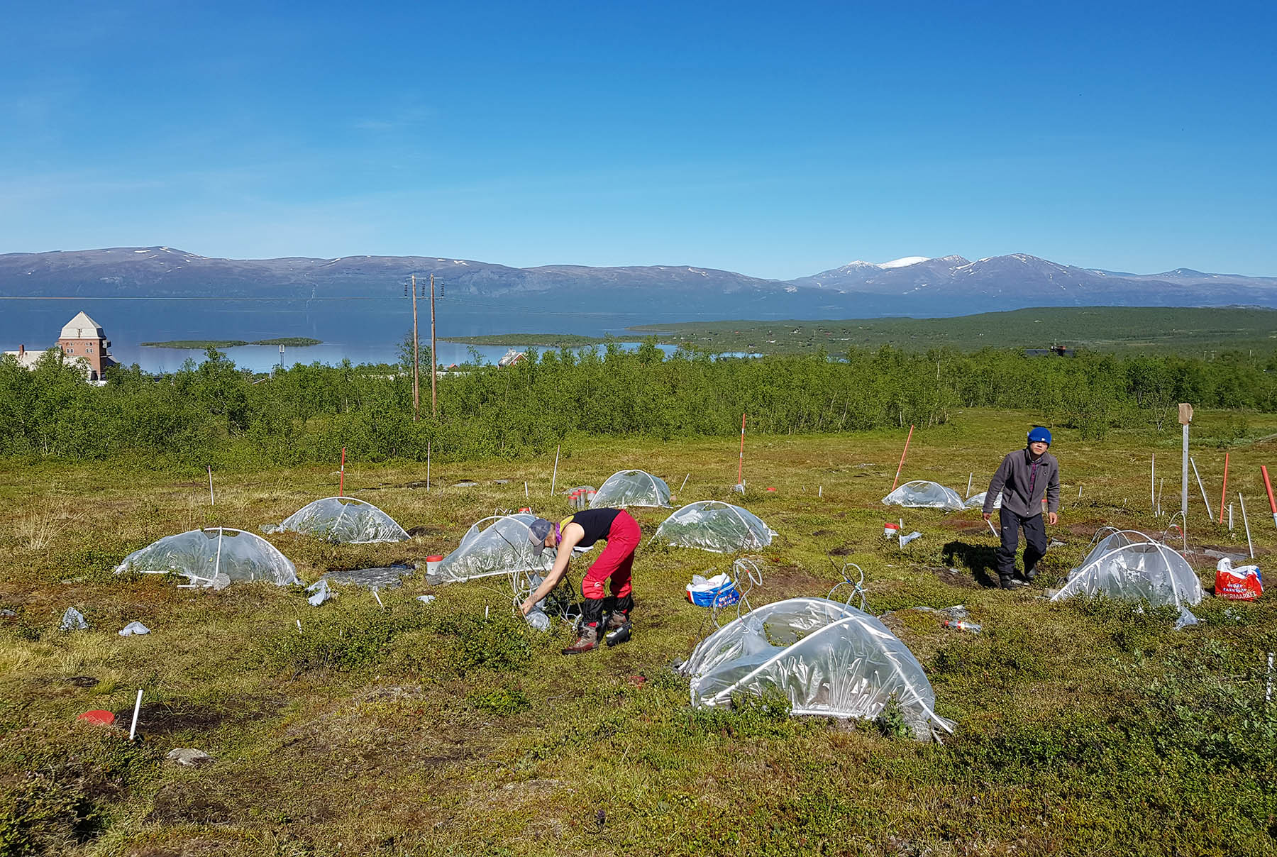 Udsigt over feltarbejdet i Arbisko i Svensk Lapland, der ligger i Arktis. Små drivhuse af plastik varmer planter og insekter op, og det simulerer effekterne af en to graders temperaturstigning i Jordens nordligste områder.
