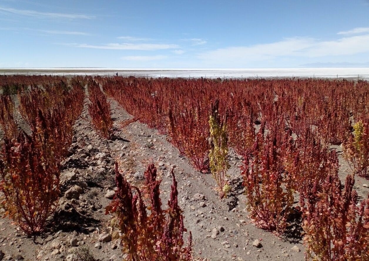 Quinoa plants on the shores of the Uyuni flats, Salinas de Garci Mendoza-Oruro, Bolivia. Photo: Carla Colque-Little